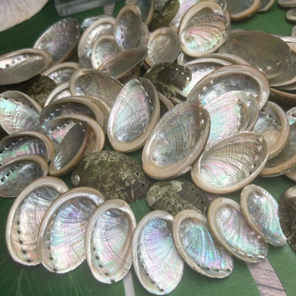 15Assorted ABALONE SEASHELLS MIXED LOT CRAFTING DIY SUPPLIES COASTAL BEACH DECOR - Picture 11 of 16
